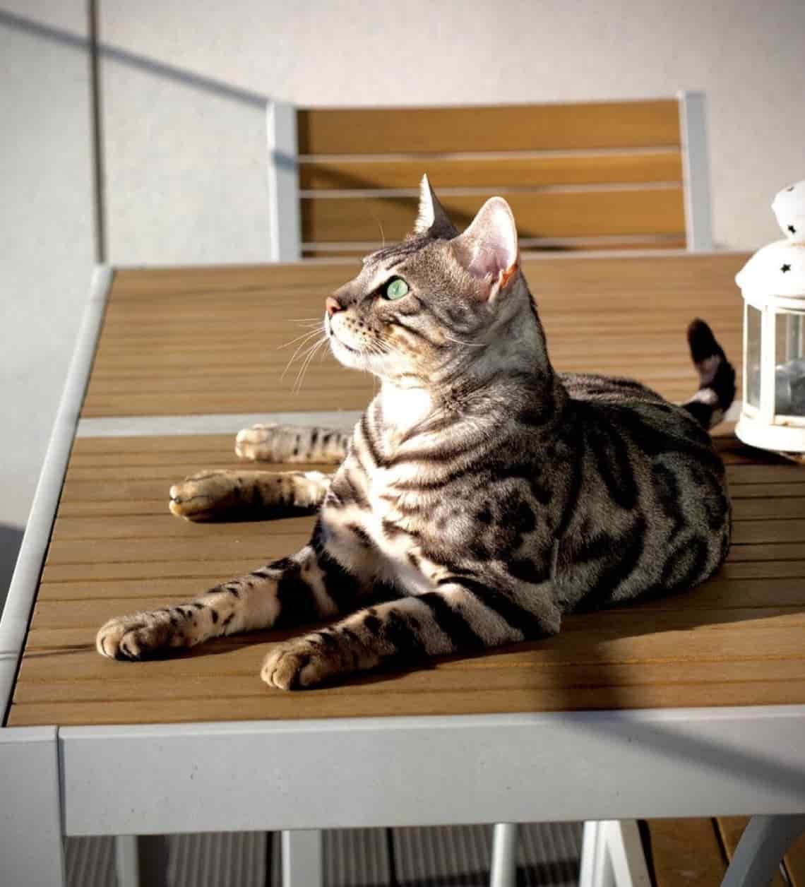 Cat enjoying a quiet moment