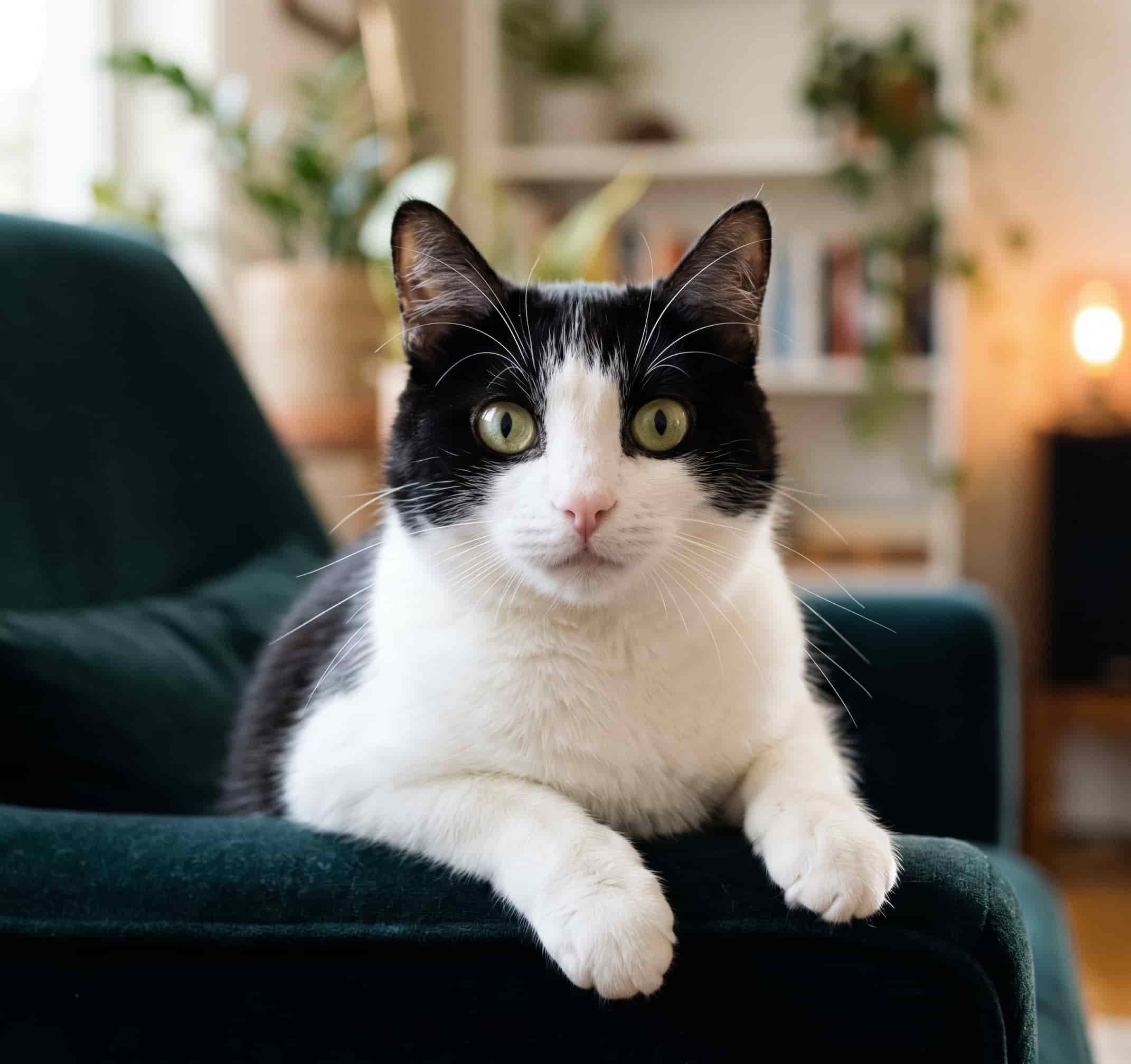 Panda, Renato’s cat
